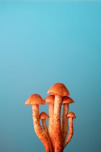 Orange mushrooms with a textured surface stand out vividly against a turquoise background.